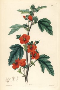 Rödlila - Globmallow, Sphaeralcea miniata (Malva miniata, malva med lilablommande blommor). Handkolorerat kopparstick av Weddell efter Edwin Dalton Smith från John Lindley och Robert Sweet