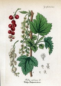 Röd vinbär, Ribes rubrum. Handkolorerat kopparstick från Dr. Willibald Artus