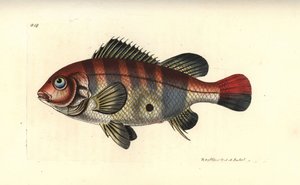 Rödstrimmig öronfisk, Geophagus surinamensis (Surinam sparus, Sparus surinamensis). Illustration ritad och graverad av Richard Polydore Nodder. Handkolorerat kopparstick från George Shaw och Frederick Nodders The Naturalist