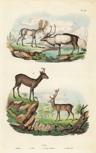 Ren, Rangifer tarandus 1, älg, Alces alces 2, kronhjort, Cervus elaphus 3 och europeisk rådjur, Capreolus capreolus 4 av Unbekannt
