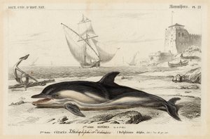 Delfin i "Dictionnaire Universale d