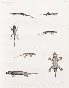 Reptiler: Ödlor och geckos av Unbekannt