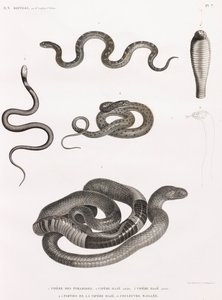 Reptiler: serie illustrationer av ormar av Unbekannt