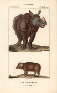 Rhinoceros et daman ou clade - Eau forte av Jean Gabriel Pretre (1780-1845), graverad av Carnonkel, för Dictionary of Natural Sciences: Mammals av Frederic Cuvier, redigerad av Pierre Jean Francois Turpin (1775-1840), utgiven av F.G.Levrault, i Paris av Unbekannter Künstler