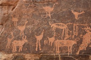 Stenkonst, förhistoria: Detalj av en gravyr av en uppsättning strutsar och boskap i Uweinat-massivet, Egypten (perioden från 8000 till 3000 år f.Kr.). Fotografi av Unbekannt