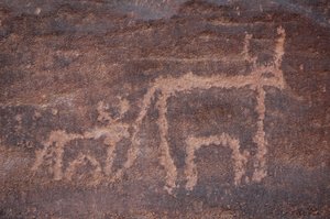 Stenkonst, förhistoria: Gravering av en ko och dess kalv i Uweinat-massivet, Egypten. (Period från 8000 till 3000 år f.Kr.). Fotografi av Unbekannt