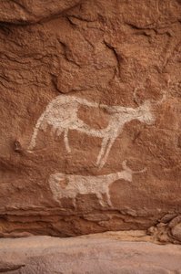 Hällkonst, förhistoria: Stenmålning av två kor med stora horn (långt horn) i ett utsmyckat skydd, i Uweinat-massivet, Sudan (Karkur-Talh eller Karkur Talh). Period från 8000 till 3000 år f.Kr. Fotografi av Unbekannt