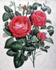 Rosor, ca 1850 (gravyr) av Unbekannter Künstler