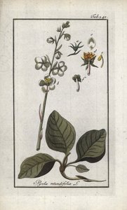 Rundbladig pyrol (Pyrola rotundifolia). Litografi från "Afbeelding der Artseny-Gewassen" av Johannes Zorn (1739-1799), Nederländerna av Unbekannter Künstler