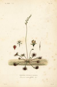 Rundbladig soldagg eller vanlig soldagg, Drosera rotundifolia, Droserie a feuilles rondes av Unbekannt