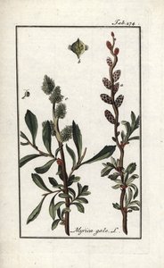 Kunglig peppar eller myrten (Myrica gale). Litografi från "Afbeelding der Artseny-Gewassen" av Johannes Zorn (1739-1799), Nederländerna av Unbekannter Künstler