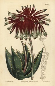 Grusaloe eller geringsaloe, Aloe perfoliata (Minsta geringsaloe, Aloe mitraeformis brevifolia) av Unbekannt