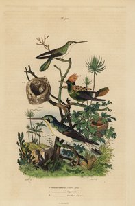 Rufous tailed kolibri, Amazilia tzacatl, Tufted coquette, Lophornis ornatus och black-eared fe, Heliothryx auritus Gråbukig kolibri, krönt krage, azurblå öron av Unbekannt