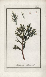 Sabinsk enbär (Juniperus sabina). Litografi från "Afbeelding der Artseny-Gewassen" av Johannes Zorn (1739-1799), Nederländerna av Unbekannter Künstler