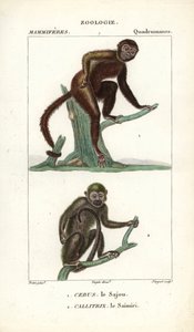 Sajou eller saphogano eller kapucinapa och saimiri eller ekorrapa - Eau forte av Jean Gabriel Pretre (1780-1845), graverad av Carnonkel, för Frederic Cuviers ordbok över naturvetenskap: däggdjur, redigerad av Pierre Jean Francois Turpin (1775-1840), publ. av Unbekannter Künstler