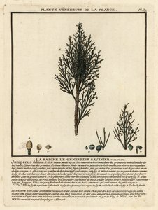 Savin enbär eller savin, Juniperus sabina. av Unbekannter Künstler