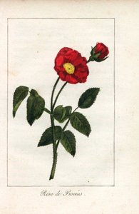 Scharlakansröd Provence-ros, ros från Provins, Rosa gallica. Handkolorerat kopparstick av en illustration av Miss Prudhomme från "Hommage rendu a la Rose", Paris, cirka 1815. En presentbok med rosens historia och ett dussin botaniska miniatyrer. av Unbekannter Künstler