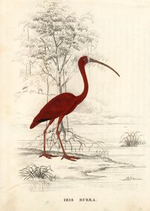 Scharlakansröd ibis, Eudocimus ruber (Ibis rubra). Handkolorerad stålgravyr från Georg Friedrich Treitschkes naturhistoriska galleri, Naturhistorischer Bildersaal des Thierreiches, Liepzig av Unbekannter Künstler