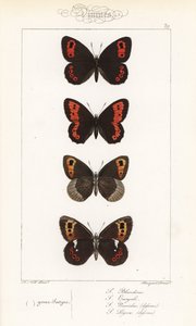 Skotsk argus, Erebia aethiops, stor ringlav, Erebia euryale, höstringlav, Erebia neoridas (ventral), och Arran brun, Erebia ligea (ventral). Handkolorerad stålgravyr av bröderna Pauquet efter en illustration av Alexis Nicolas Noel från Hippoly av Unbekannter Künstler