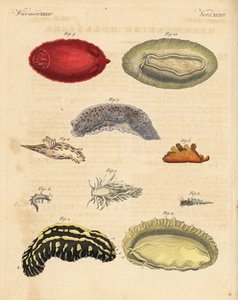 Havssniglar: Phyllidia varicosa 1,2, Tergipes limacina 3,4, Aeolidia papillosa 5, Scyllaea pelagica 6, Tritonia hombergii 7, Polycera quadrilineata 8, och Platydoris argo 9,10. Handkolorerat kopparstick från Friedrich Johann Bertuchs Bilderbuch fur av Unbekannter Künstler