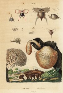 Havssniglar, Diacavolinia limbata och Diacria trispinosa 1-10, och Hydnum-svamp, igelkottssvamp, Hydnum repandum 14, koralltandssvamp, Hericium coralloides 12, etc. av Unbekannt