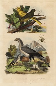 Sekreterare fågel, Skytten serpentarius, vilda och tama kanariefåglar, Serinus canaria av Unbekannt