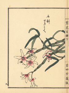 Sekkoku, Mohls dendrobium eller japansk stenorkidé, Dendrobium moniliforme. Handkolorerat träsnitt av Kono Bairei från Kusa Bana Hyakushu (One Hundred Varieties of Flowers), Tokyo, Yamada av Unbekannter Künstler