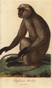 Semnopitheque entelle - Grå langur eller Hanumanlangur, Semnopithecus entellus (Dufresnes apa, Simia entellus) - Handkolorerat kopparstick av J. Pass efter en illustration av Jean Baptiste Audebert från Ebenezer Sibly