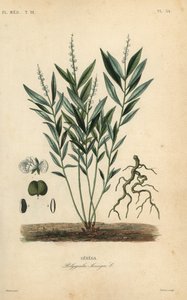 Seneca ormrot eller skallerormsrot, Polygala senega, Senega av Unbekannt