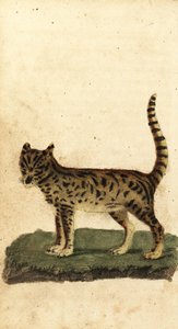 Serval, Leptailurus serval., 1800 (gravyr) av Unbekannter Künstler