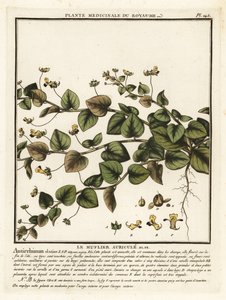 Sharpleaf cancerwort, Kickxia elatine. av Unbekannter Künstler