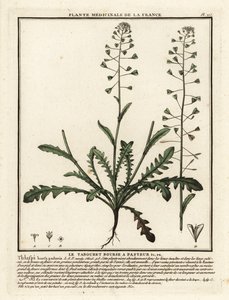 Herdeväska, Capsella bursa-pastoris. av Unbekannter Künstler