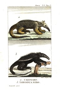 Silkesmyrslok eller pygmémyrslok (Fourmilier) (Azaras cagouare), Cyclopes didactylus och svart tamandua av Unbekannter Künstler