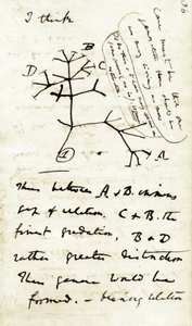 Skiss av Charles Darwin (1809-1882) från hans första anteckningsbok "Transmutation of species": detta är hans första diagram som hänvisar till hans evolutionsteori. 1837 av Unbekannter Künstler