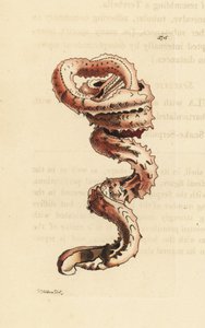 Skal av spolmask, Tenagodus anguinus (Muricated serpula, Serpula muricata). Illustration ritad och graverad av Richard Polydore Nodder. Handkolorerat kopparstick från George Shaw och Frederick Nodders The Naturalist