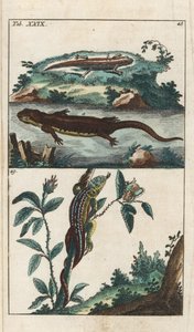 Triton och sandödla - starkt vatten av Gottlieb Tobias Wilhelm (1758-1811), från Encyclopedie of Natural History: Amfibier av Unbekannter Künstler