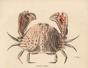 Slät eller rödfläckig krabba, Calappa calappa (Calappa lophos). Handkolorerad stålgravyr av A. Scipp från Georg Friedrich Treitschkes naturhistoriska galleri, Naturhistorischer Bildersaal des Thierreiches, Liepzig-1842. av Unbekannter Künstler