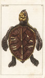 Snacksköldpadda eller sköldpadda - starkt vatten av Gottlieb Tobias Wilhelm (1758-1811), från Encyclopedie of Natural History: Amfibier av Unbekannter Künstler
