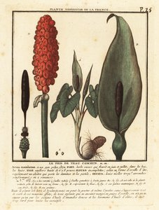 Ormhuvud, Arum maculatum. av Unbekannter Künstler