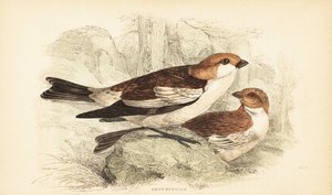 Snösparv, Plectrophenax nivalis.1889 (gravyr) av Unbekannter Künstler