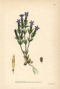 Snögentiana, Gentiana nivalis av Unbekannter Künstler