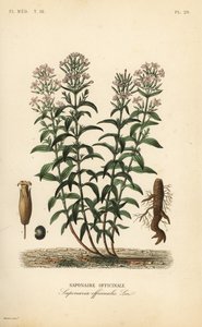 Soapwort eller soapweed, Saponaria officinalis, Saponaire officinale av Unbekannt