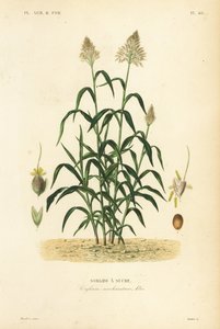 Sorghum Grass, Great Hirs, Dhaurra, Jowari och Milo, Sorghum Bicolour, Sorghum Saccharitum, Sorgho da Sucre av Unbekannt