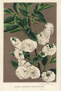 Surkörsbärsträd, Prunus cerasus (caproniana ranunculiflora). Handkolorerad litografi från Louis van Houtte och Charles Lemaires Flowers of the Gardens and Hothouses of Europe, Flore des Serres et des Jardins de l