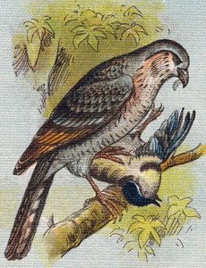 Sparv. Gravyr i "Alphabet de ma petite fille". Bernardin-Bechet och Fils, bokhandlare-förlag, Paris, omkring 1895. Okrossbart album på duk. Bibliotheque des Bebes. 12 sidor. Album innehållande en läsmetod och en illustrativ abecedary. Dämpa: av Unbekannt