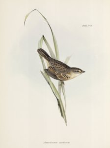 Sparv eller fink, c 1832-1836 av Unbekannter Künstler