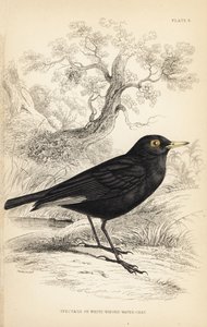 Spektakulär tyrann, Hymenops perspicillatus (spektakulär eller vitvingad vattensångare, Perspicilla leucoptera). Handkolorerat stålstick av William Lizars efter en illustration av William Swainson från Sir William Jardine