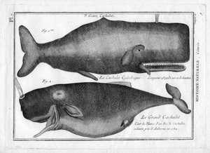 Kaskelotvalar i "Målning Encyclopedique et Methodique des trois Regnes de la Nature" av Pierre Joseph Bonnaterre (1762-1804). Paris 1784. av Unbekannter Künstler