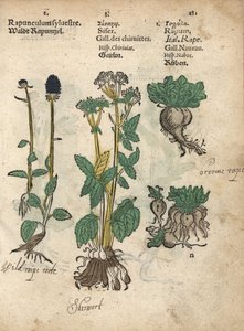 Spikrams, Phyteuma spicatum, skirret, Sium sisarum, och kålrot, Brassica rapa. Handkolorerat träsnitt av en botanisk illustration från Adam Lonicers Krauterbuch, eller Herbal, Frankfurt av Unbekannter Künstler