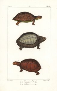 Spotted legged turtle, Rhinoclemmys punctularia 1, Indian flapshell turtle, Lyssemys punctata 2, och North African helmeted turtle, Pelomedusa subrufa olivacea. Handkolorerat kopparstick av David efter en illustration av Jean-Gabriel Pretre från Bern av Unbekannter Künstler